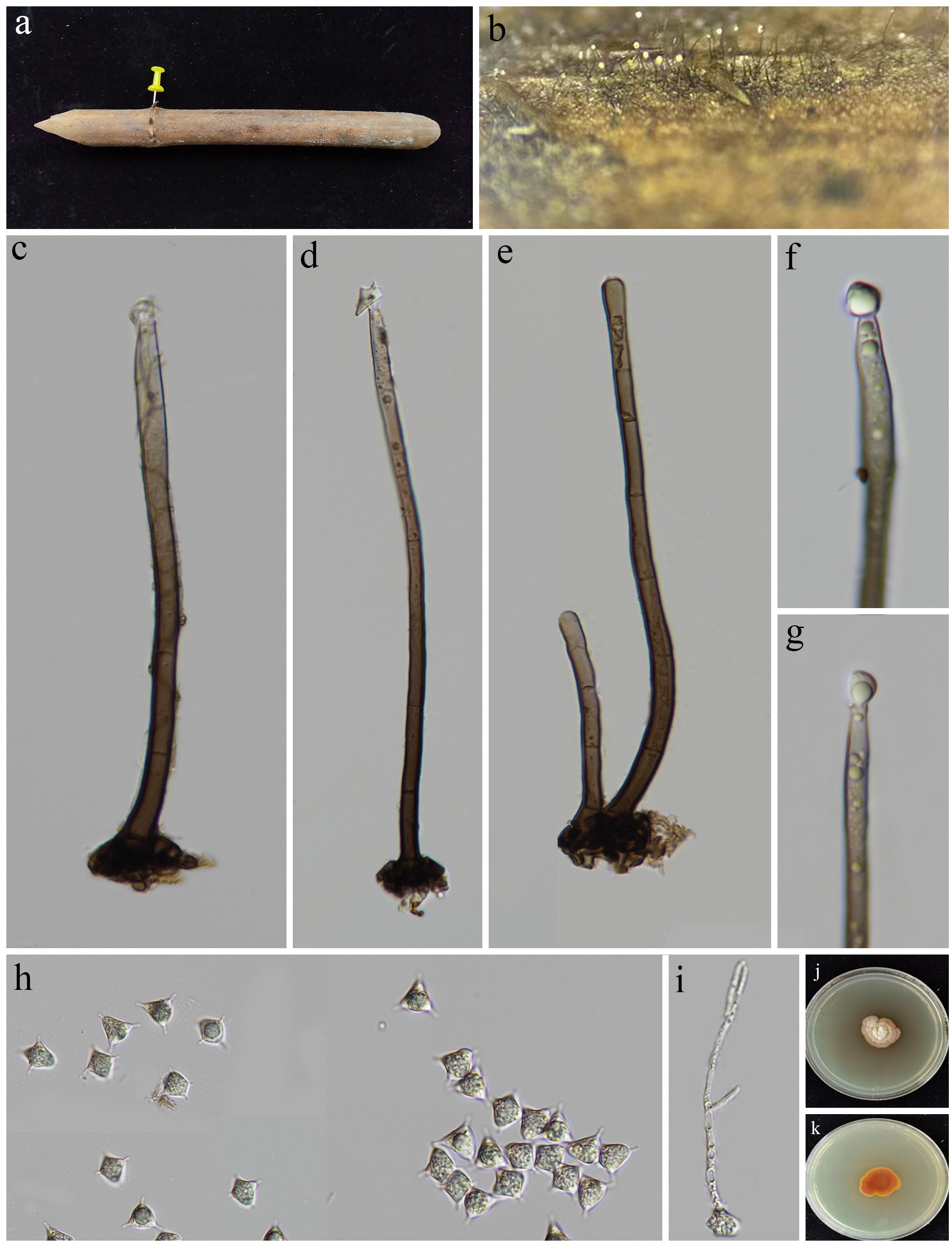 Figure 38
